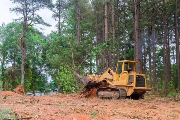 Trees Clearing in Lake Stevens