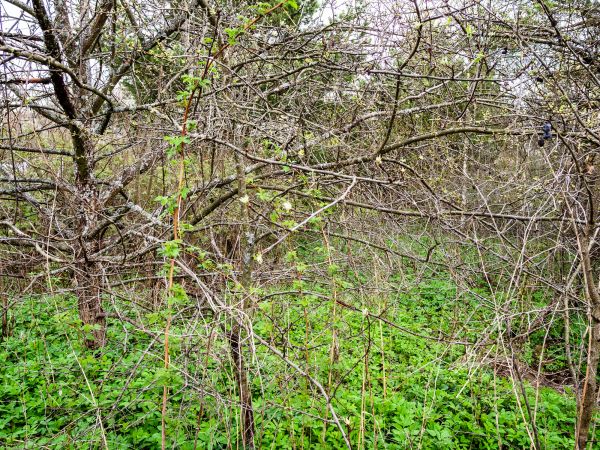 Underbrush Clearing in Lake Stevens