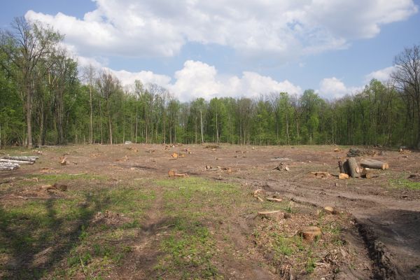 Pasture Clearing in Lake Stevens