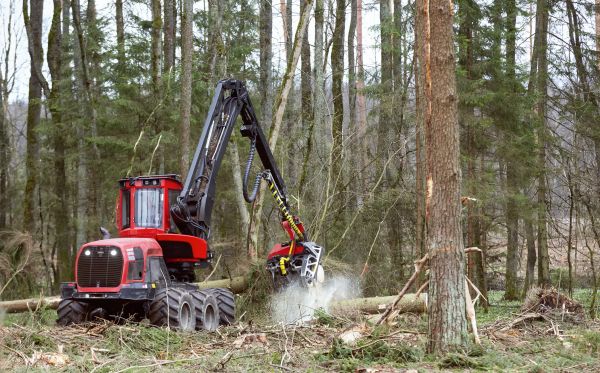 Forest Clearance Service in Lake Stevens
