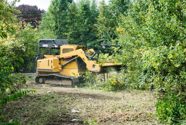 Pathway Clearing in Lake Stevens