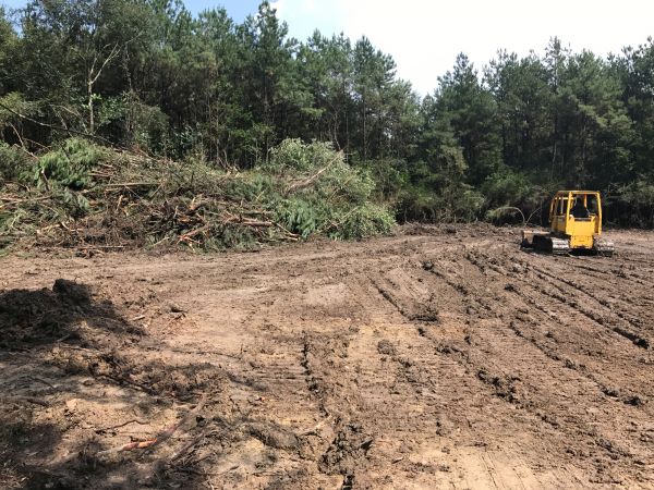 Thicket Clearing in Lake Stevens