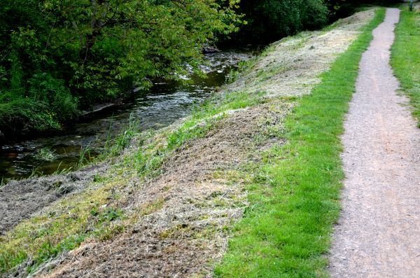 Trail Cutting in Lake Stevens